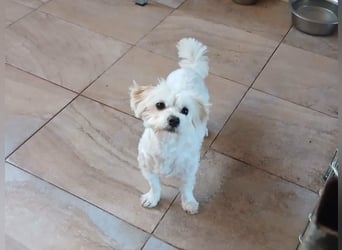 Kleine Lizzy sucht ihr Für-immer-Zuhause