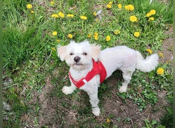 Kleine Lizzy sucht ihr Für-immer-Zuhause