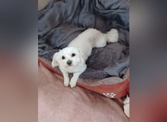 Kleine Lizzy sucht ihr Für-immer-Zuhause