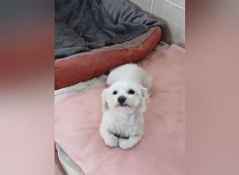 Kleine Lizzy sucht ihr Für-immer-Zuhause