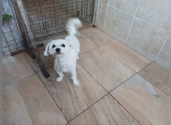 Kleine Lizzy sucht ihr Für-immer-Zuhause