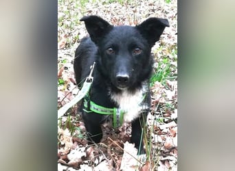 Suna 29cm geb. 06/2020 wartet in 29690 Schwarmstedt