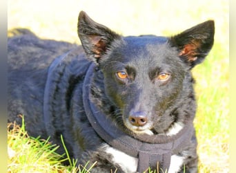 Suna 29cm geb. 06/2020 wartet in 29690 Schwarmstedt