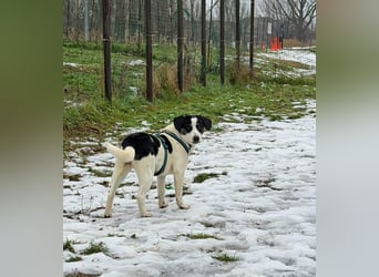 Hermine 30 cm geb. 02/2025 wartet ab 24.1. in 29690 Schwarmstedt