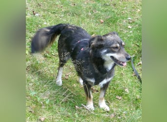 Jack 30 cm geb. 03/2024 wartet in 31303 Burgdorf