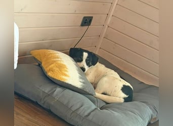 Hermine 30 cm geb. 02/2025 wartet ab 24.1. in 29690 Schwarmstedt