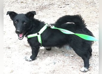 Suna 29cm geb. 06/2020 wartet in 29690 Schwarmstedt