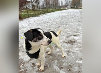 Hermine 30 cm geb. 02/2025 wartet ab 24.1. in 29690 Schwarmstedt