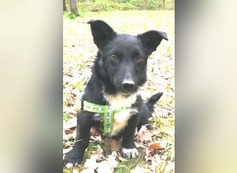 Suna 29cm geb. 06/2020 wartet in 29690 Schwarmstedt