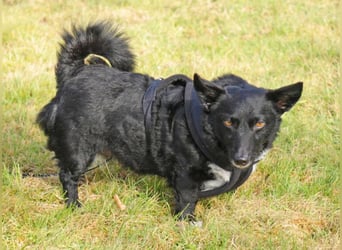 Suna 29cm geb. 06/2020 wartet in 29690 Schwarmstedt