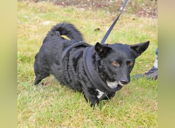 Suna 29cm geb. 06/2020 wartet in 29690 Schwarmstedt