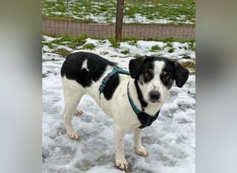 Hermine 30 cm geb. 02/2025 wartet ab 24.1. in 29690 Schwarmstedt