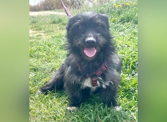 Dodi 30cm geb. 03/2025 sucht ein libevolles Zuhause