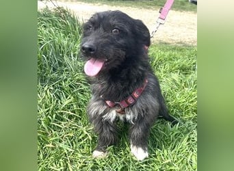 Dodi 30cm geb. 03/2025 sucht ein libevolles Zuhause