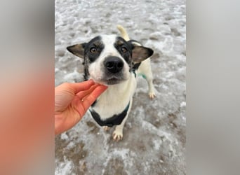 Hermine 30 cm geb. 02/2025 wartet ab 24.1. in 29690 Schwarmstedt