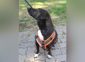 Nieke 36cm geb. 06/2021 wartet in Garbsen bei Hannover
