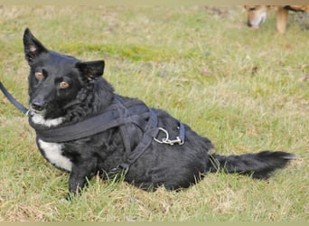 Suna 29cm geb. 06/2020 wartet in 29690 Schwarmstedt