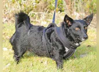 Suna 29cm geb. 06/2020 wartet in 29690 Schwarmstedt