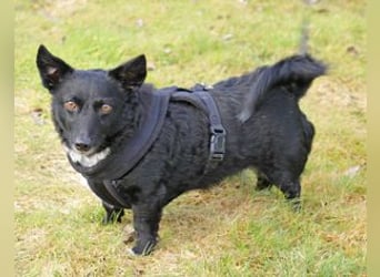 Suna 29cm geb. 06/2020 wartet in 29690 Schwarmstedt