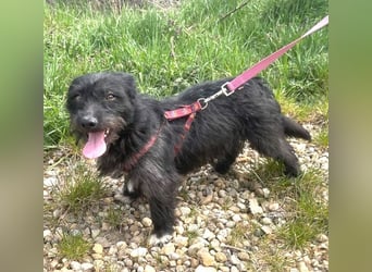 Dodi 30cm geb. 03/2025 sucht ein libevolles Zuhause