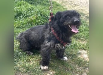 Dodi 30cm geb. 03/2025 sucht ein libevolles Zuhause