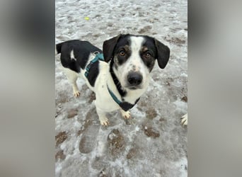 Hermine 30 cm geb. 02/2025 wartet ab 24.1. in 29690 Schwarmstedt