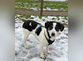 Hermine 30 cm geb. 02/2025 wartet ab 24.1. in 29690 Schwarmstedt