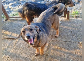 Olga 34 cm geb. 04/2023 ist unkompliziert und katzenverträglich