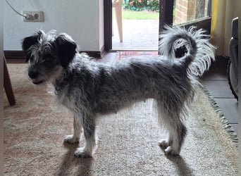Kleine Funny(1 Jahr, 30 cm, 7 kg) sucht liebevolles Heim