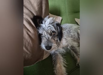 Kleine Funny(1 Jahr, 30 cm, 7 kg) sucht liebevolles Heim