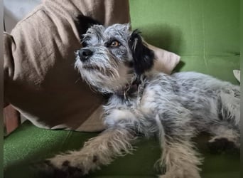 Kleine Funny(1 Jahr, 30 cm, 7 kg) sucht liebevolles Heim