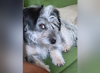 Kleine Funny(1 Jahr, 30 cm, 7 kg) sucht liebevolles Heim
