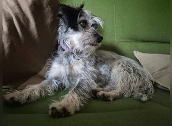 Kleine Funny(1 Jahr, 30 cm, 7 kg) sucht liebevolles Heim