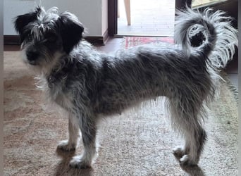 Kleine Funny(1 Jahr, 30 cm, 7 kg) sucht liebevolles Heim