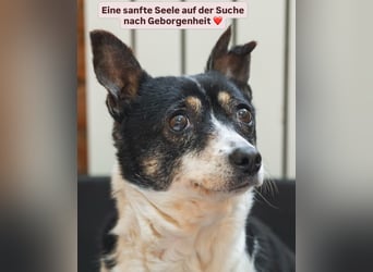 Hat Ida noch eine Chance auf ein Zuhause?