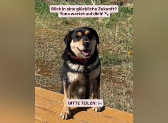 Eine treue Seele sucht ihr Für-Immer-Zuhause