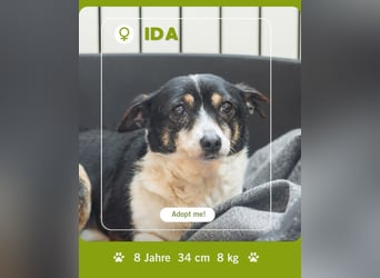 Hat Ida noch eine Chance auf ein Zuhause?