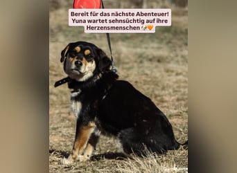 Eine treue Seele sucht ihr Für-Immer-Zuhause