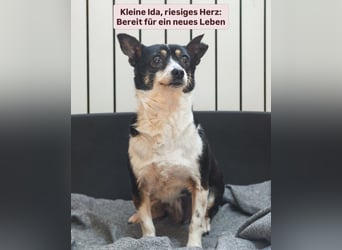 Hat Ida noch eine Chance auf ein Zuhause?