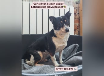 Hat Ida noch eine Chance auf ein Zuhause?