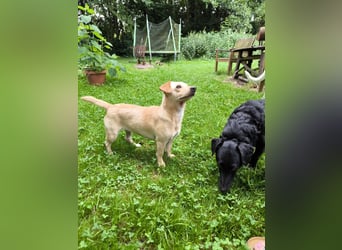 Kleine, zauberhafte Minihündin, 15Mon., gepflegt, kastriert, stubenrein