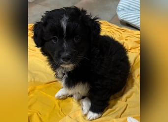 Mr. Rod, geb. ca. 10/2025, lebt in GRIECHENLAND, auf einer privaten Pflegestelle