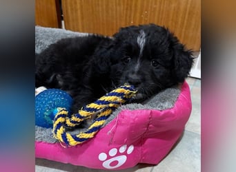 Mr. Rod, geb. ca. 10/2025, lebt in GRIECHENLAND, auf einer privaten Pflegestelle