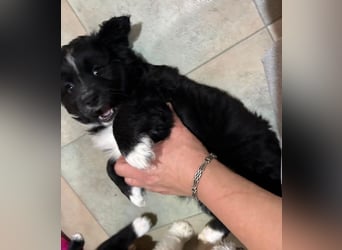 Mr. Rod, geb. ca. 10/2025, lebt in GRIECHENLAND, auf einer privaten Pflegestelle