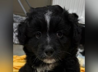 Mr. Rod, geb. ca. 10/2025, lebt in GRIECHENLAND, auf einer privaten Pflegestelle