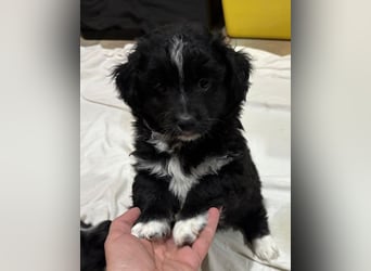 Mr. Rod, geb. ca. 10/2025, lebt in GRIECHENLAND, auf einer privaten Pflegestelle