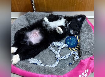 Mr. Rod, geb. ca. 10/2025, lebt in GRIECHENLAND, auf einer privaten Pflegestelle