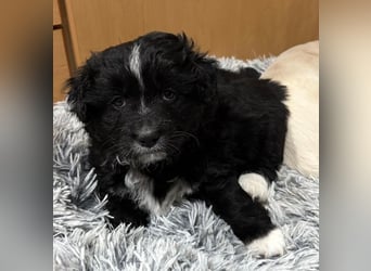 Mr. Rod, geb. ca. 10/2025, lebt in GRIECHENLAND, auf einer privaten Pflegestelle