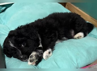 Mr. Rod, geb. ca. 10/2025, lebt in GRIECHENLAND, auf einer privaten Pflegestelle