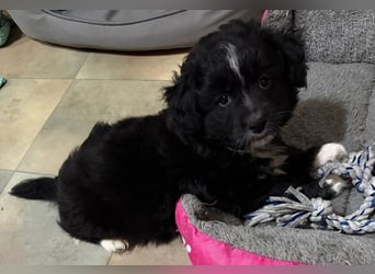 Mr. Rod, geb. ca. 10/2025, lebt in GRIECHENLAND, auf einer privaten Pflegestelle